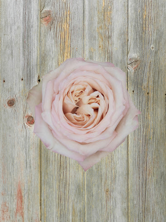 SANDSTORM  GARDEN ROSE